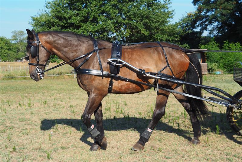 New Style Rosettes Zilco Driving Harness 